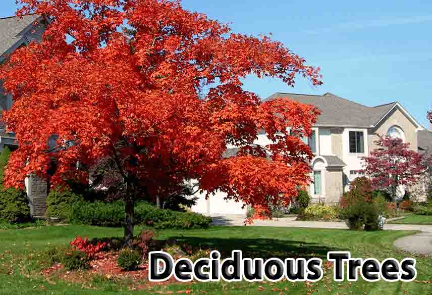 Deciduous Trees